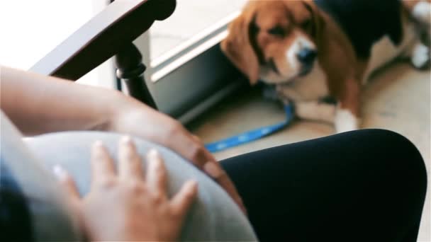 Beagle Dog Next Pregnant Woman Rocking Chair — Stock Video