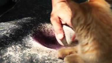 Taş Havan Taşı ile çalışan Kadın El..