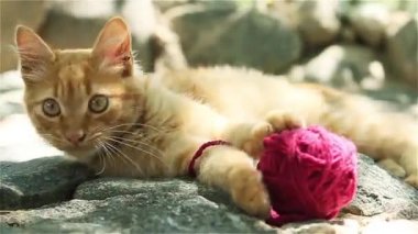 Kedi İplik Toplarıyla Oynuyor. 