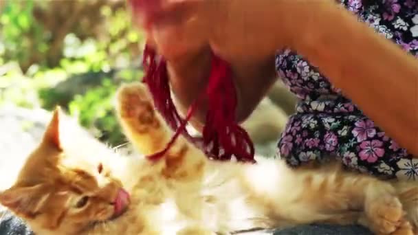 Katt Leker Med Röd Ull — Stockvideo