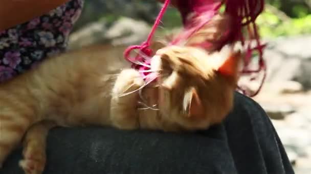 Gato Jugando Con Bolas Hilo — Vídeo de stock