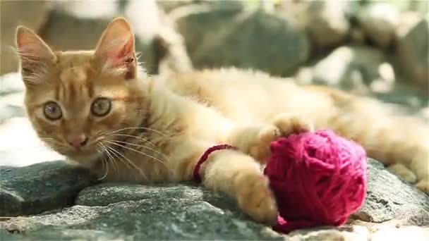 Katt Leker Med Bollar Garn — Stockvideo