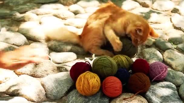 Cat Playing Balls Yarn — стоковое видео