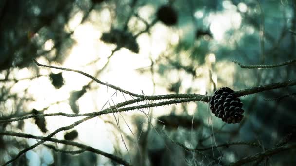 Pine Branches Cones Sun Rays Background — Stock Video