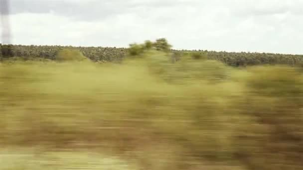 Grön Foliage Och Green Field Som Sett Från Snabbgående Bil — Stockvideo