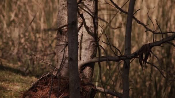 Tigre Argentina 2019 Homem Cortando Madeira Com Facão Floresta — Vídeo de Stock