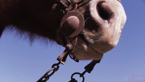 Mond Van Bruin Paard Boven Blue Sky Close — Stockvideo