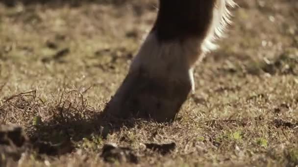 Detalle Pies Caballo Grassy Ground Primer Plano — Vídeo de stock