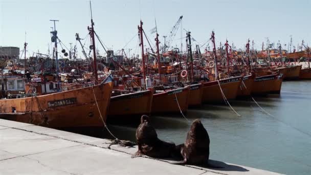 Mar Del Plata Argentina 2019 Θαλάσσια Λιοντάρια Στην Αποβάθρα Στο — Αρχείο Βίντεο