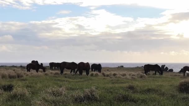 Günbatımında Rapa Nui Atları Paskalya Adası — Stok video