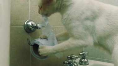 Beyaz Kedi tuvalette tuvalet kâğıdıyla oynuyor. Yakın plan.  