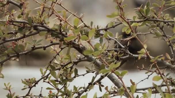 Växt Med Törnen Nära Fjällflod Patagonien Argentina Pan Focus Sköt — Stockvideo