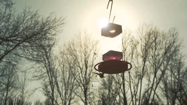 Hummingbirds Dalla Gola Bianca Tramonto Primo Piano Zoom — Video Stock