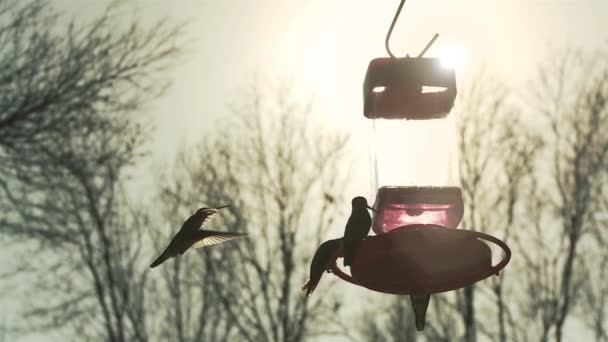 Bandada Colibríes Garganta Blanca Atardecer — Vídeos de Stock