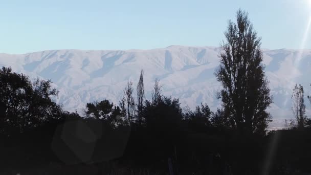 Silhouette Albero Una Collina Argentina — Video Stock