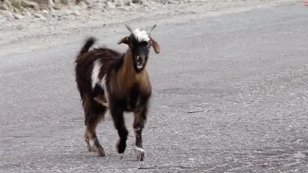 Kırsalda Asfalt Yoldan Geçen Küçük Bir Keçi — Stok video