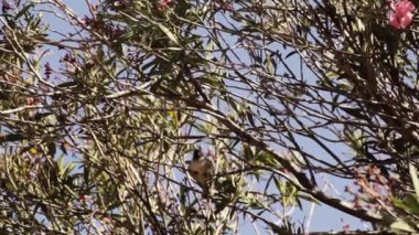 Erkek Serçe bir ağacın dalına tünemiş. Yakınlaştır. 