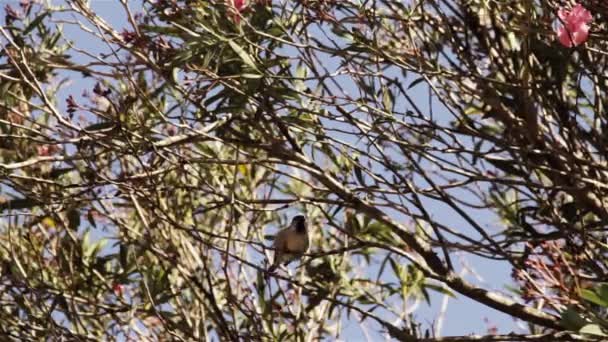 Bruant Mâle Perché Branch Sur Arbre — Video