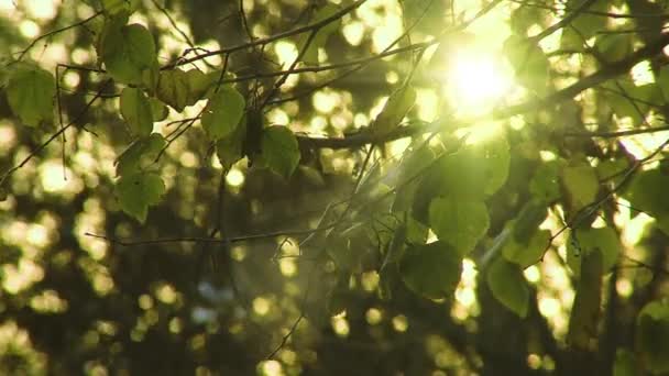 森の中の緑の葉の上のサンシャイン ズームイン — ストック動画