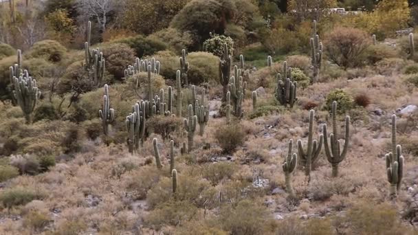 Cactus Mountain Beautiful Desert Landscape Altiplano South America Ampliar — Vídeo de Stock