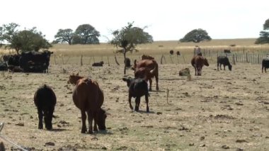La Pampa, Arjantin 'deki bir kırsal alanda huzur içinde otlayan inekler  