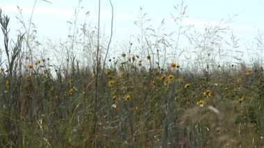 Arjantin 'deki Pampas' ta Serene Yaban Çiçekleri Arasında - Kapatın