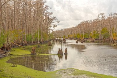 Güney Carolina Santee kıyı yedekte kışın kıyı Bayou