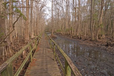 Boardwalk Güney Carolina Santee kıyı yedekte bir servi ormanı