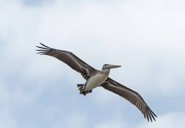 Immature Brown Pelican Flying Overhead Reserva Costeira Santee Carolina Sul — Fotografia de Stock
