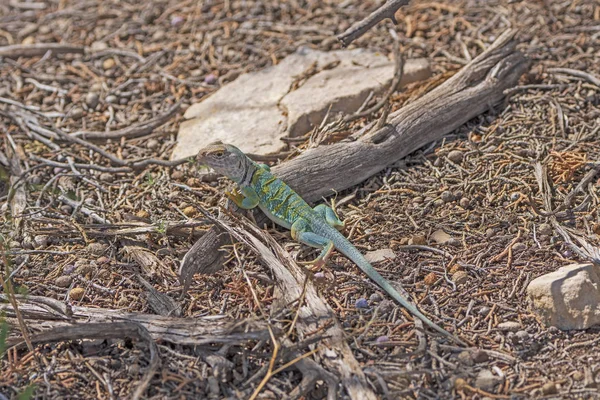 Eastern Collared LIzard in the Hills of Colorado National Monument in Colorado
