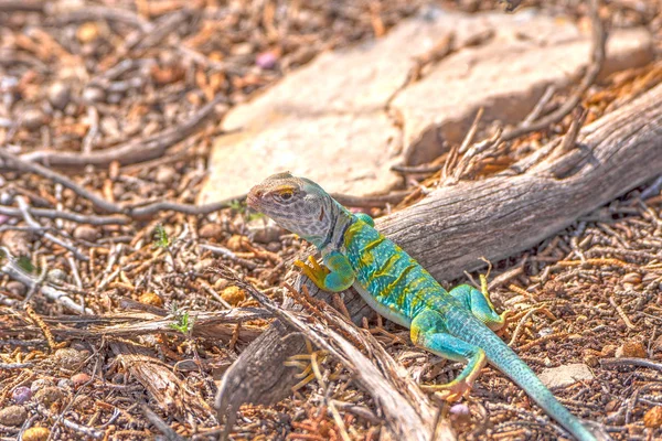 科罗拉多国家 Mounument 沙漠中五颜六色的蜥蜴 — 图库照片