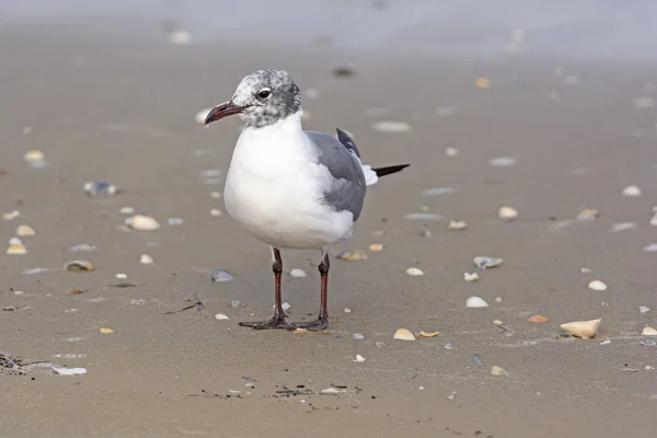 Immature Laughing Gull on the Shore of Boca Chica State Park on the Gulf Coast of Texas