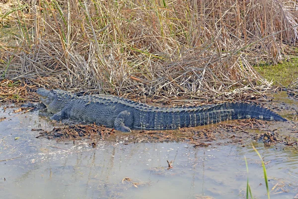 Seitenansicht Eines Amerikanischen Alligators Einem Teich Der Nähe Von Port — Stockfoto