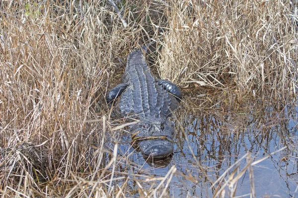 American Alligator Crogiolarsi Nell Erba Paludosa Palude Okefenokee Georgia — Foto Stock