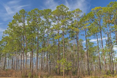 Gürcistan'daki Okefenokee bataklıkta Longleaf çam