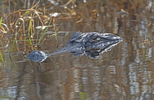 Alligator Its Reflection Prowl Okefenokee Swamp Geogia — Stock Photo, Image