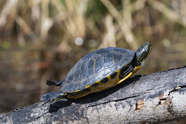 Basking Schildpad Van Schuifregelaar Van Gele Rivier Het Moeras Van — Stockfoto