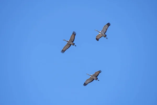 Sandhill Crane Trio Volo Vicino Kearny Nebraska — Foto Stock