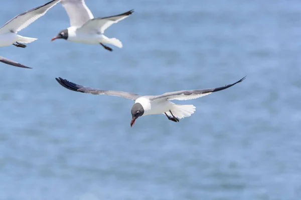 Laughing Gull Flight Cape Hatteras North Carolina — Stock Photo, Image