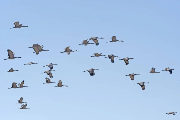 Sandhill Dźwigi Pływające Podczas Migracji Pobliżu Keaney Nebraska — Zdjęcie stockowe