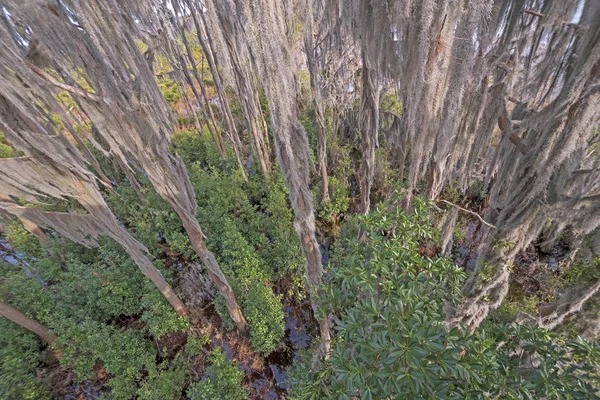 Tittar Ner Den Spanska Mossan Cypress Träsk Okefenokee Träsk Georgien — Stockfoto