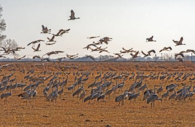 Kearney, Nebraska yakınındaki bir gruptaki geçirme Sandhill Vinçler