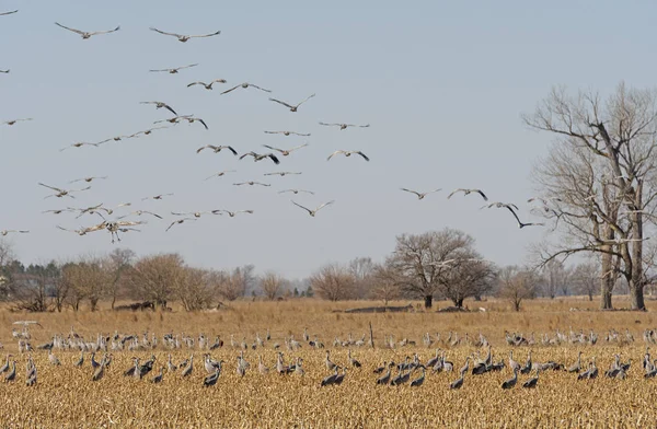 Geçirme Sandhill vinçler yukarıdaki ve tarım alanları aşağıda Kearney, Nebraska yakın: