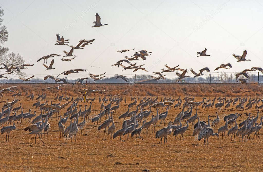 Migrating Sandhill Cranes in a Farm Near Kearney, Nebraska