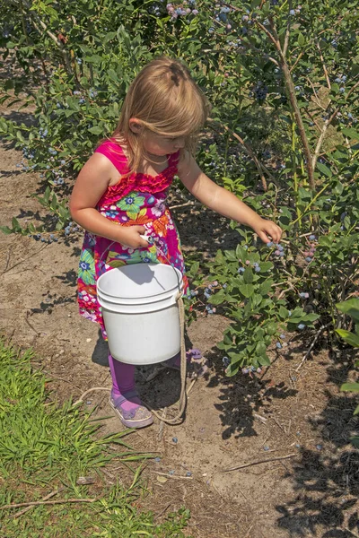 Little Girl Picking Blueberries Saugatuck Michigan — Stock Photo, Image