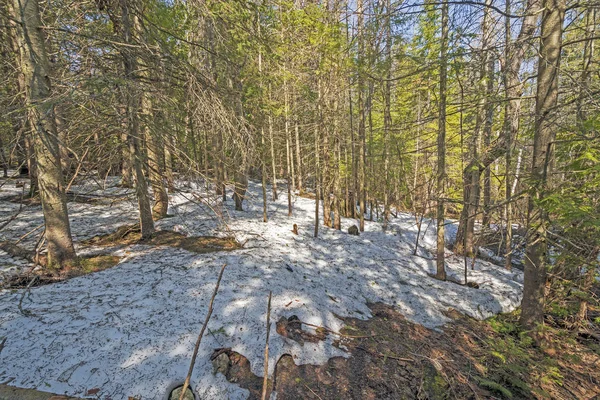 Neige Printanière Tardive Dans Forêt Parc National Péninsule Bruce Ontario — Photo