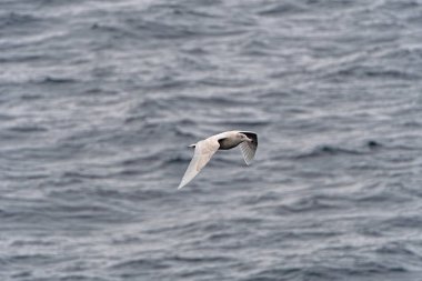 Uçuş boyunca Grönland bir uzak sahil Nugssuaq yarımadasının kıyısındaki olgunlaşmamış kutup martısı