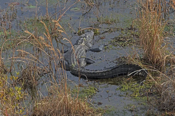 Alligator Basking Palude Okefenokee Geogia — Foto Stock
