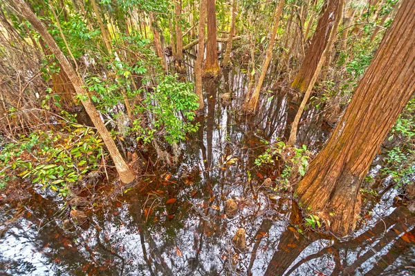 Mirando Hacia Abajo Las Aguas Oscuras Pantano Ciprés Pantano Okefenokke —  Fotos de Stock