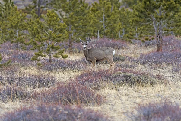 在科罗拉多落基山脉国家公园的冰碛公园山上的草地上的骡子鹿 — 图库照片
